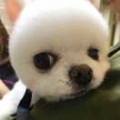青青