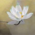 媛
