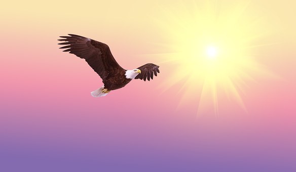 bald-eagle-521492__340